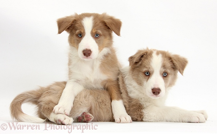 Two Lilac Border Collie pups, one paws over the other, white background