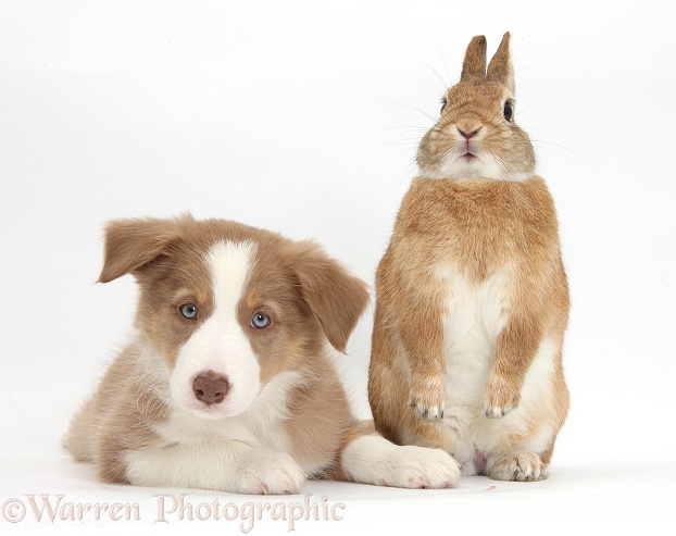 Lilac Border Collie pup and Netherland dwarf-cross rabbit, Peter, white background