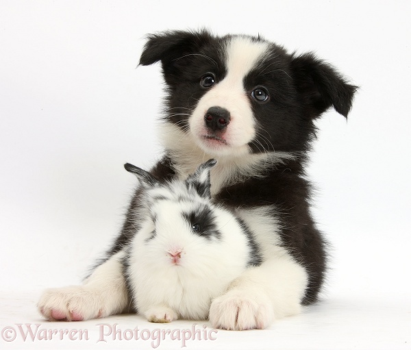 Black-and-white Border Collie pup and baby bunny, Bandit, white background
