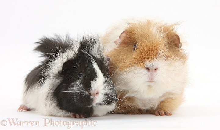 Shaggy Guinea pig and black-and-white Guinea pig, white background