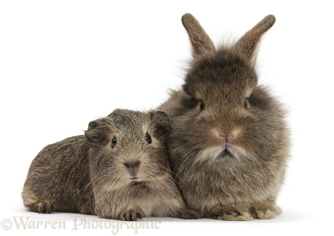 Baby agouti bunny and Guinea pig, white background