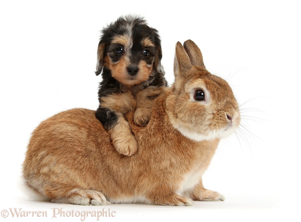 Black-and-tan Daxie-doodle pup with Netherland Dwarf-cross rabbit, Peter, white background