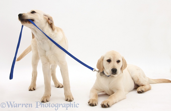 Yellow Labrador Retriever pup, 4 months old, pulling her sister's lead, white background