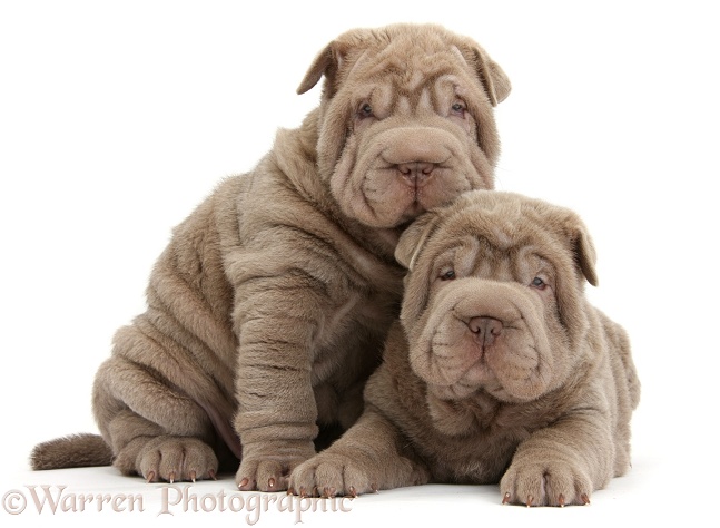 Two Shar Pei pups, white background