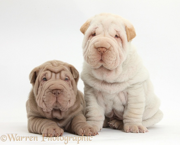 Two Shar Pei pups, white background