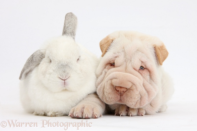 Shar Pei pup and white rabbit, white background
