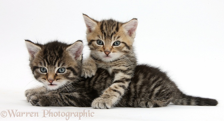 Cute tabby kittens, Stanley and Fosset, 5 weeks old, white background