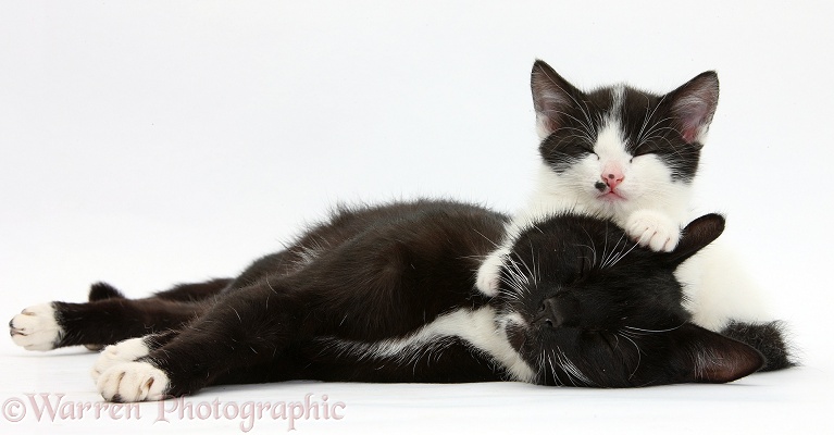 Black-and-white tuxedo mother cat and kitten, 7 weeks old, white background