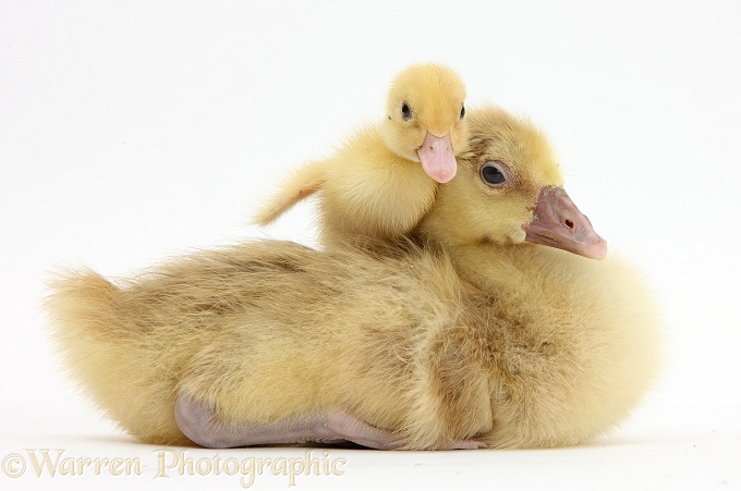 Embden x Greylag Gosling and yellow Call Duckling, white background