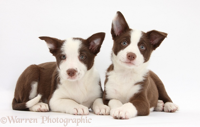 Two chocolate Border Collie bitch pups, white background