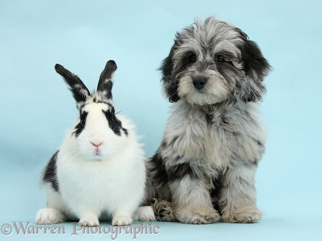 Fluffy black-and-grey Daxie-doodle pup, Pebbles, with black-and-white rabbit on blue background