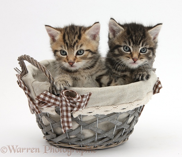 Cute tabby kittens, Stanley and Fosset, 5 weeks old, in a wicker basket, white background