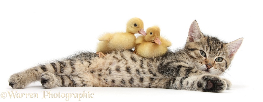Cute tabby kitten, Stanley, 9 weeks old, with yellow ducklings, white background