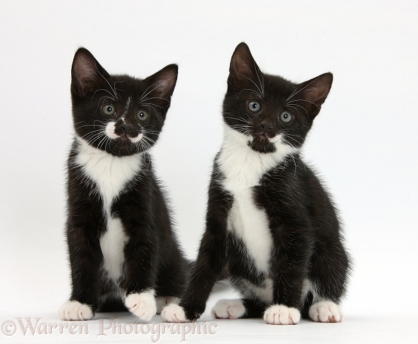 Black-and-white tuxedo male kittens, 7 weeks old, white background