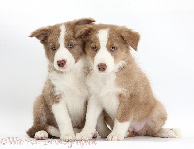 Two Lilac Border Collie pups, white background