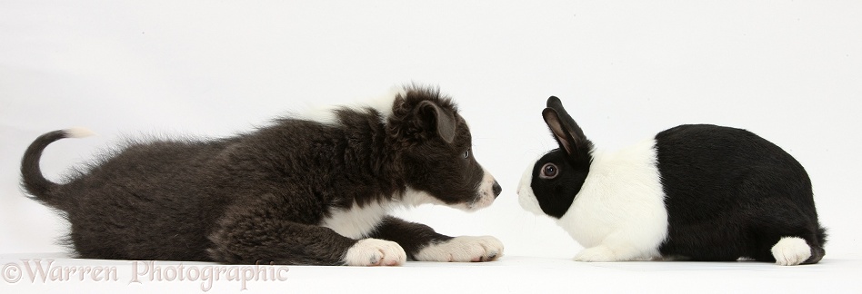 Blue-and-white Border Collie pup nose to nose with black Dutch rabbit, white background
