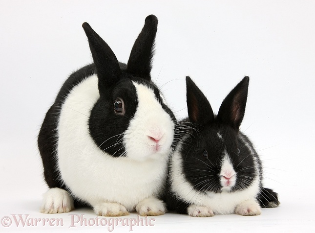 Dutch rabbit and black-and-white baby bunny, white background