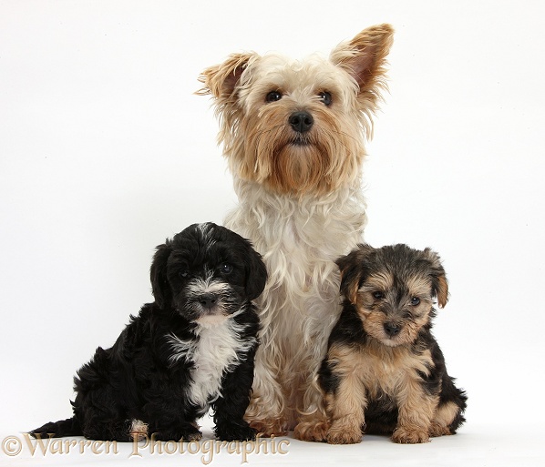 Yorkshire Terrier mother, Evie, and Yorkipoo pups, 7 weeks old, white background