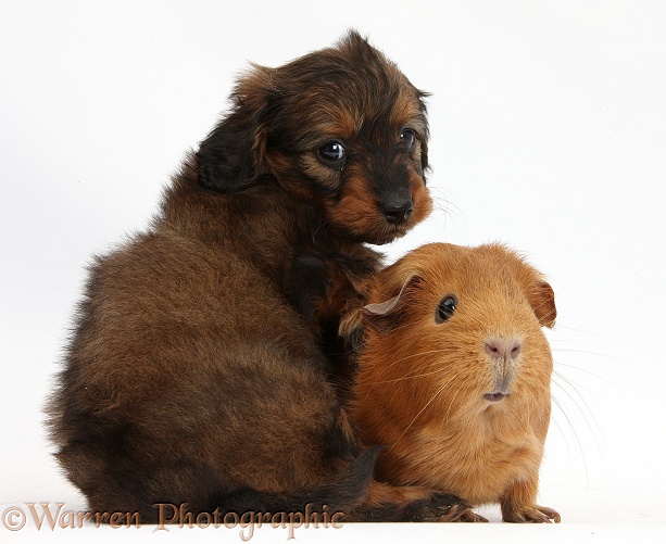 Black Daxiedoodle pup, 6 weeks old, and Guinea pig, white background