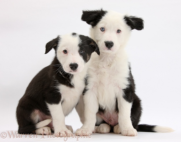 Two black-and-white Border Collie puppies, white background