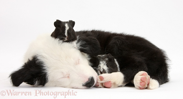 Seeping black-and-white Border Collie pup with black-and-white Guinea pigs, white background