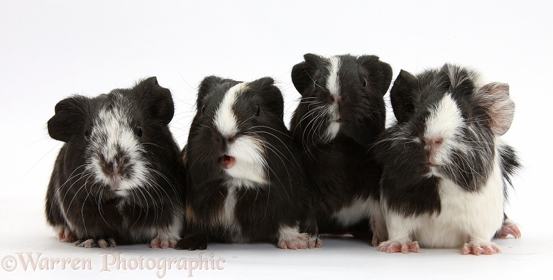 Young black-and-white Guinea pigs, white background