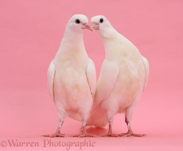 Two white doves on pink background