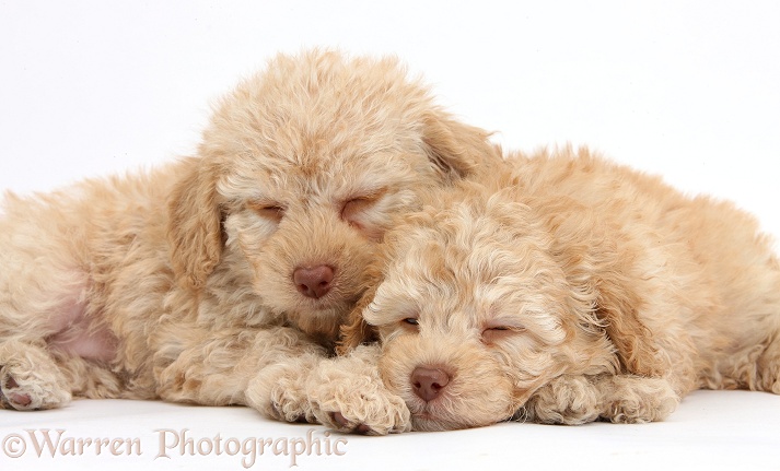 Two sleepy toy Labradoodle puppies, white background