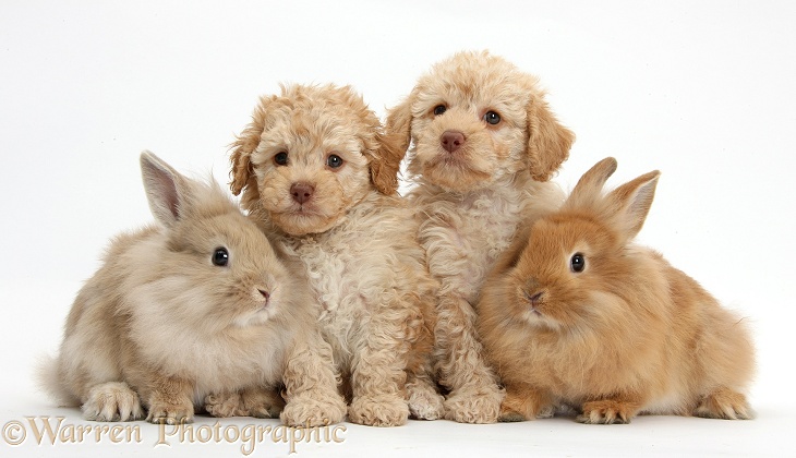 Toy Labradoodle puppies and Lionhead-cross rabbits, white background