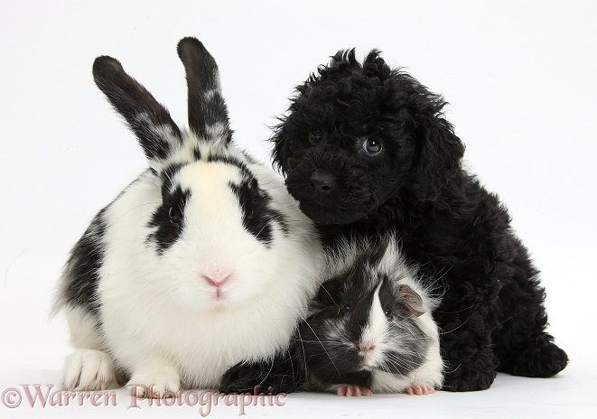 Black Toy Labradoodle puppy with black-and-white rabbit and Guinea pig, white background