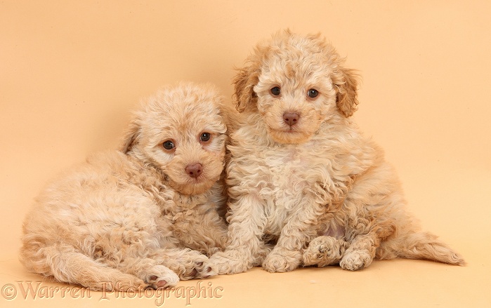 Toy Labradoodle puppies on beige background