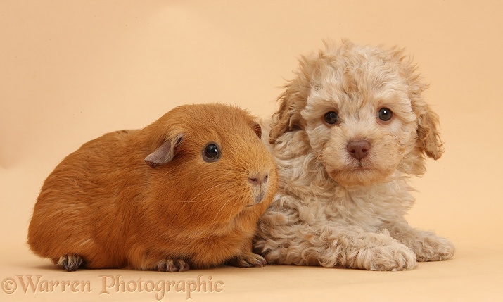Toy Labradoodle puppy and red Guinea pig on beige background
