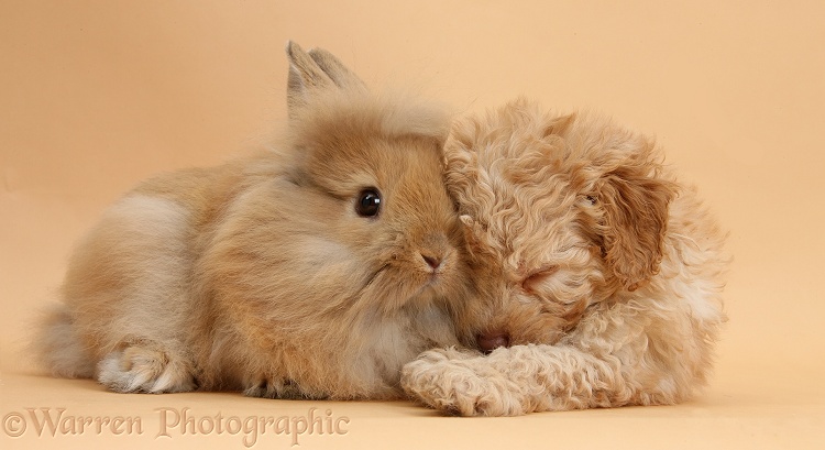 Sleepy Toy Labradoodle puppy and Lionhead-cross rabbit on beige background