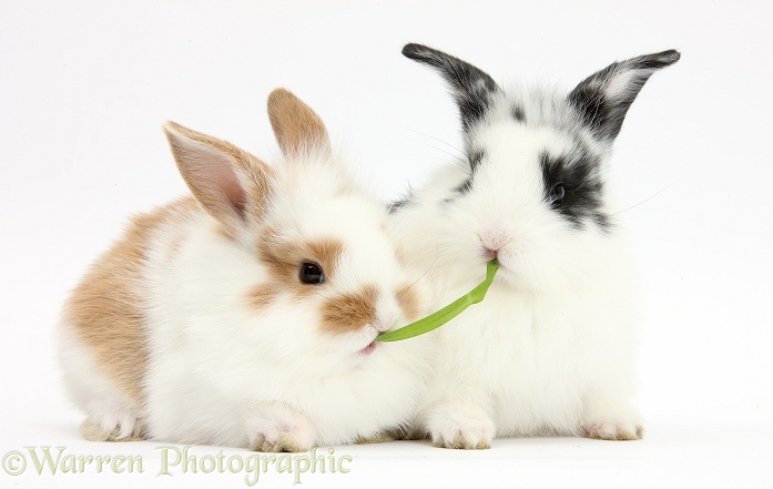 Young rabbits sharing a blade of grass, white background