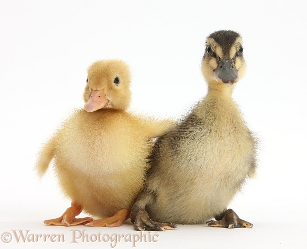 Yellow Call Duckling and Mallard Duckling, white background
