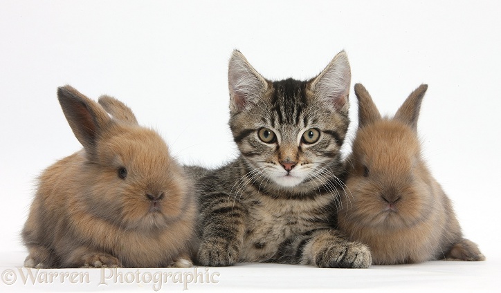 Tabby kitten, Fosset, 12 weeks old, with with baby Lionhead-cross rabbits, white background