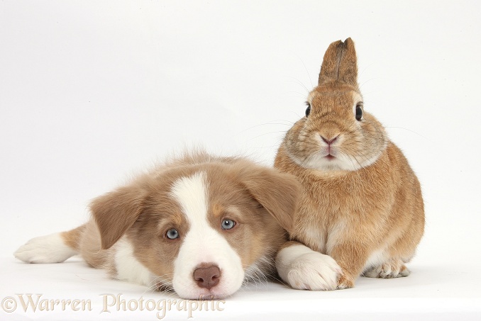 Lilac Border Collie pup and Netherland dwarf-cross rabbit, Peter, white background