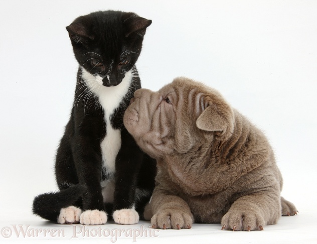 Black-and-white kitten, Tuxie, 3 months old, with a Shar Pei pup, white background