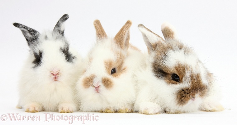 Three cute baby bunnies, white background