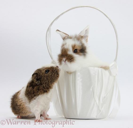 Young rabbit and frizzy Guinea pig with basket, white background