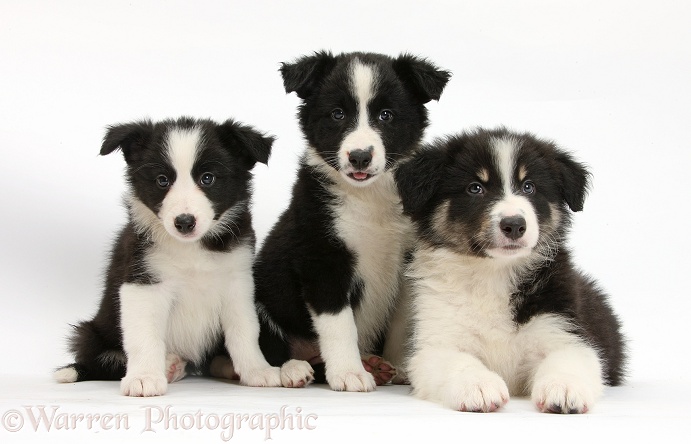 Three Black-and-white Border Collie pups, white background