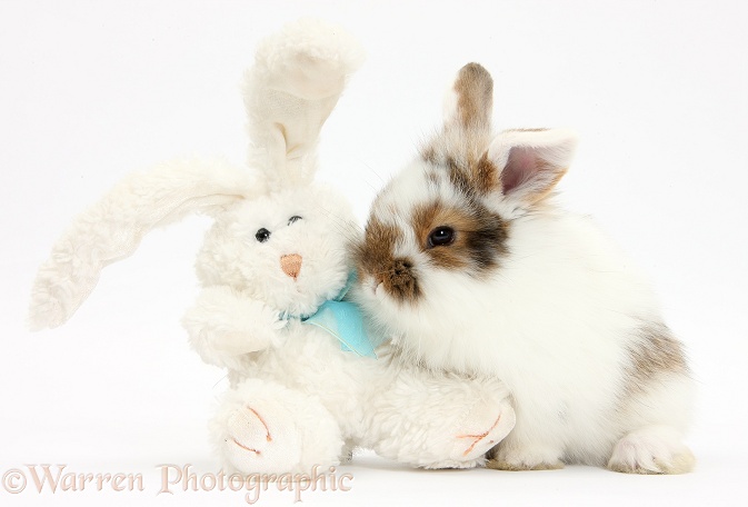 Baby bunny with soft toy rabbit, white background