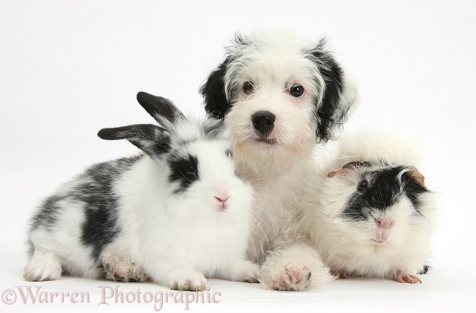 Jack-a-poo (Poodle x Jack Russell Terrier) bitch pup, Pukka, 10 weeks old, with black-and-white rabbit and Guinea pig, white background