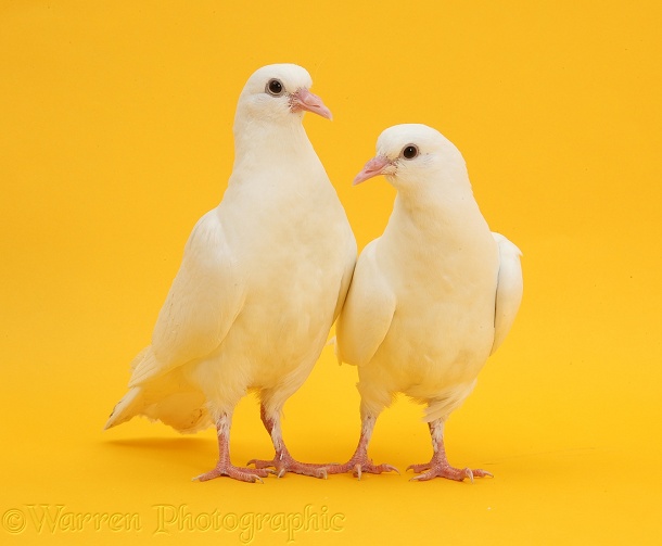 Two white doves on yellow background