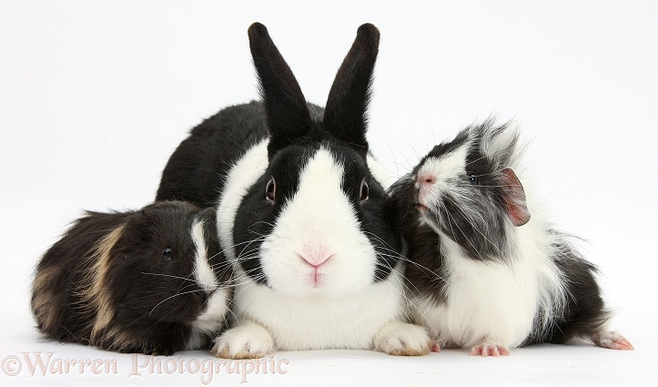 Black Dutch rabbit and young Guinea pigs, white background