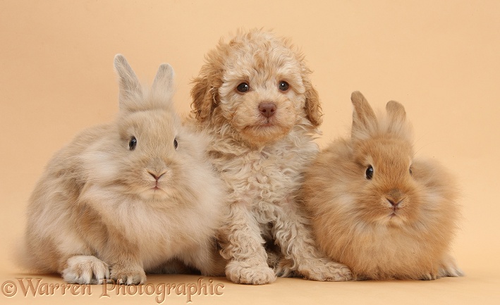 Toy Labradoodle puppy and Lionhead-cross rabbits on beige background