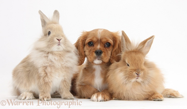 Cavalier King Charles Spaniel pup, Star, with Sandy rabbits, white background