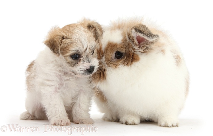 Bichon Frise x Yorkshire Terrier pup, 6 weeks old, and matching sandy-and-white rabbit, white background