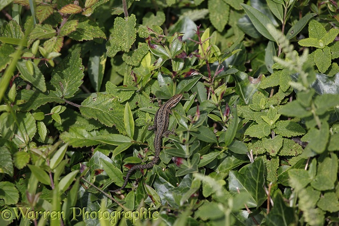 Common Lizard (Lacerta vivipara) basking on Madder