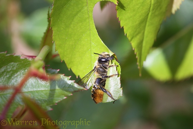 Leaf-cutting Bee (Megachile species) female about to fly off with section of rose leaf